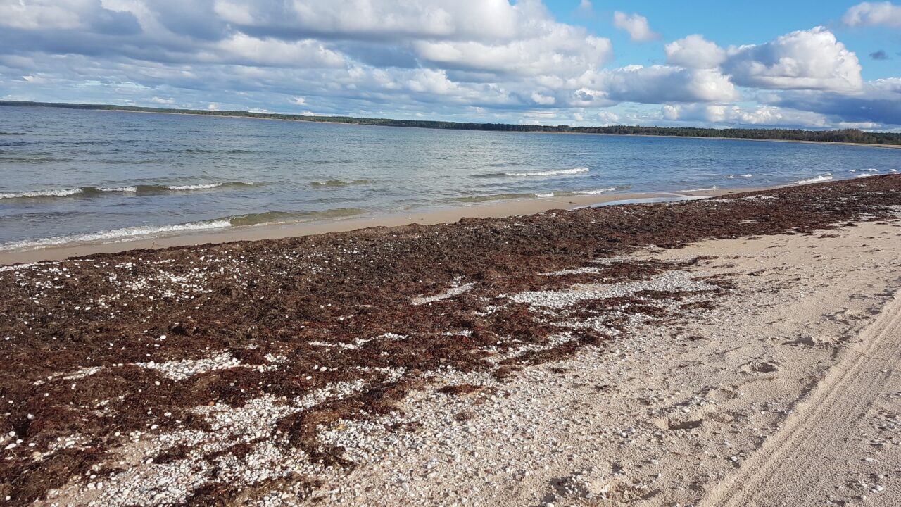 Mere äärest väetiseks kogutud adru puhul tuleb pidada meeles ka seda, et värskelt randa uhutuna on see kaetud soolakristallidega. Seetõttu tuleks adrut enne kasutamist loputada või oodata, kuni vihm on kuivanud adrukihtidelt liigse soola maha pesnud. Alternatiivina võib koguda rannikult kuivanud adru, millelt on vihm jõudnud juba soola maha uhtuda. Foto: Mente et Manu