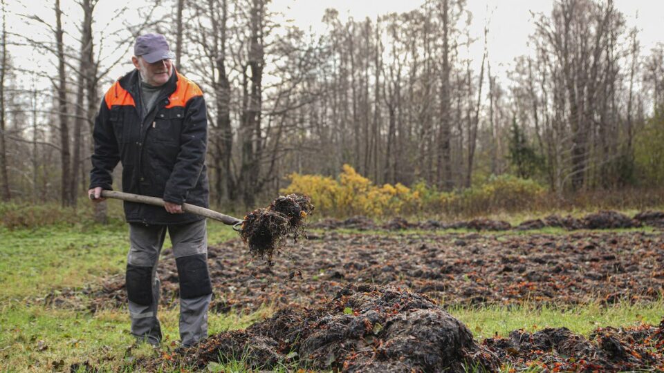 Õhukese ja toitainevaese paekivise pinnase jaoks on „muda“ olnud aiasaaduste kasvatamisel tõeline õlekõrs. Fotol hiidlane Jüri Meresmaa aiamaad adruga väetamas. Foto: Eike Meresmaa