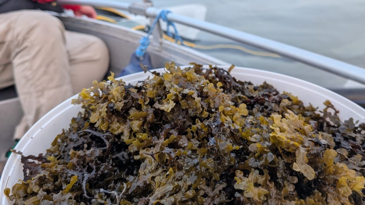 Mitme asja kokkulangevusel hakkas Laugu ja Urmeti peas selginema mõte, et Ruhnu meri peidab endas kasutamata võimalust. Vetikad, mis kasvavad saare ümbruses looduslikult ja ilma inimese sekkumiseta, võiksid olla midagi enamat kui lihtsalt randu kattev mass – need võiksid pakkuda saareelanikele uut eluviisi ja tööd. Foto: Erakogu