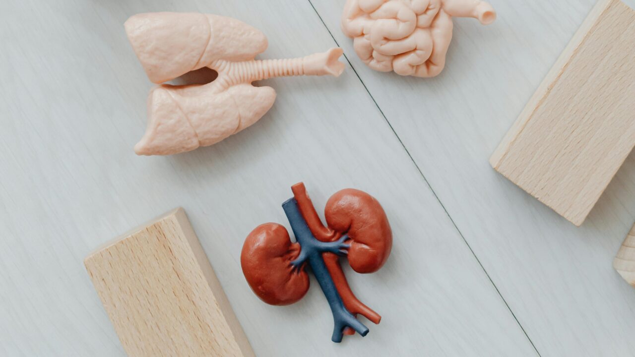 Eestis tehakse igal aastal umbes 50 neerusiirdamist. Neer võib pärineda kas elusdoonorilt – enamasti patsiendi lähedaselt – või organdoonorluse kaudu. Foto: Pexels