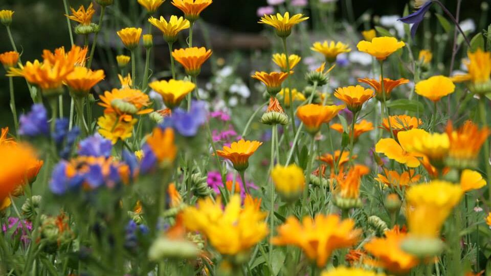 Õiterikas niiduala pakub toitu ja elupaika tolmeldajatele ning aitab hoida linnaruumi elurikkamana. Foto: Mari Öö Sarv