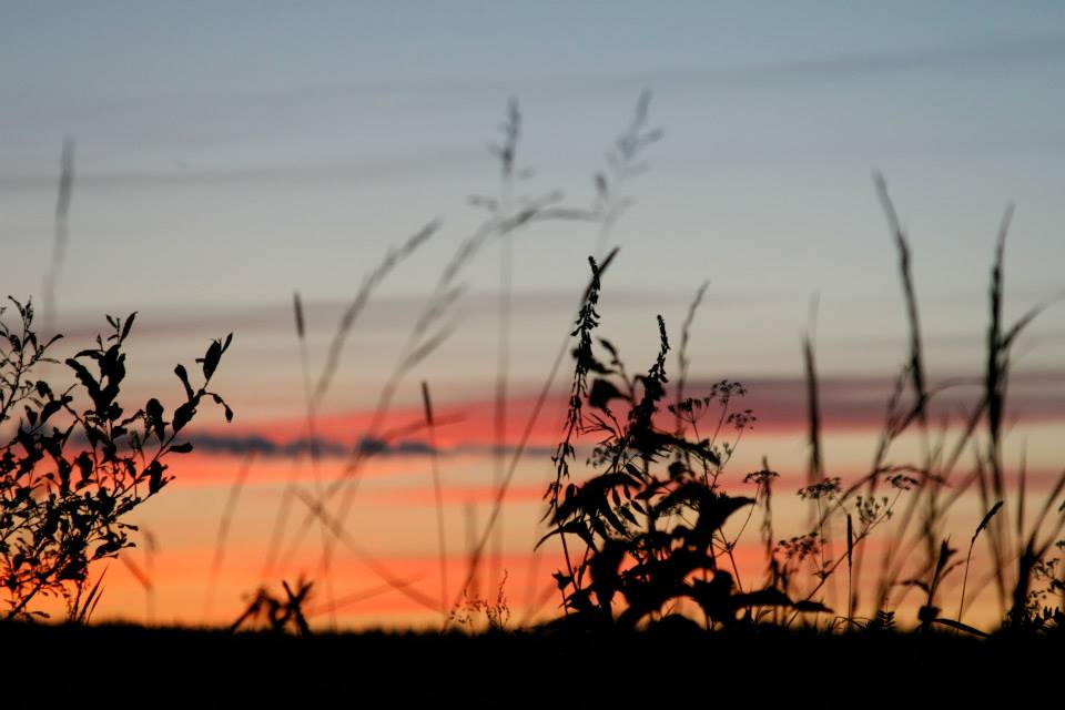 Niitmata rohumaa pakub elupaika lugematutele liikidele ning hoiab elurikkust ka siis, kui päev õhtusse vaibub. Foto: Mari Öö Sarv