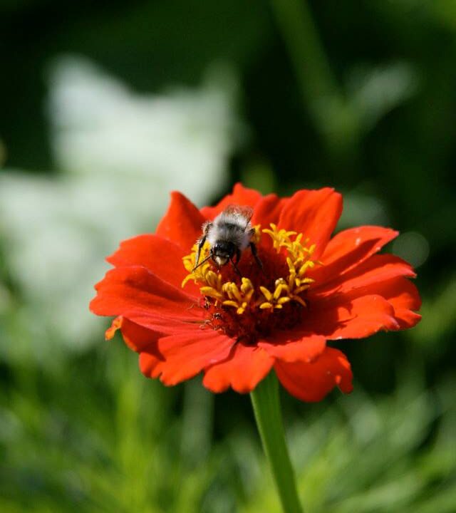 Kimalane õielt nektarit kogumas – tolmeldajad on elurikkuse püsimiseks ja meie toidulaua jaoks asendamatud. Foto: Mari Öö Sarv