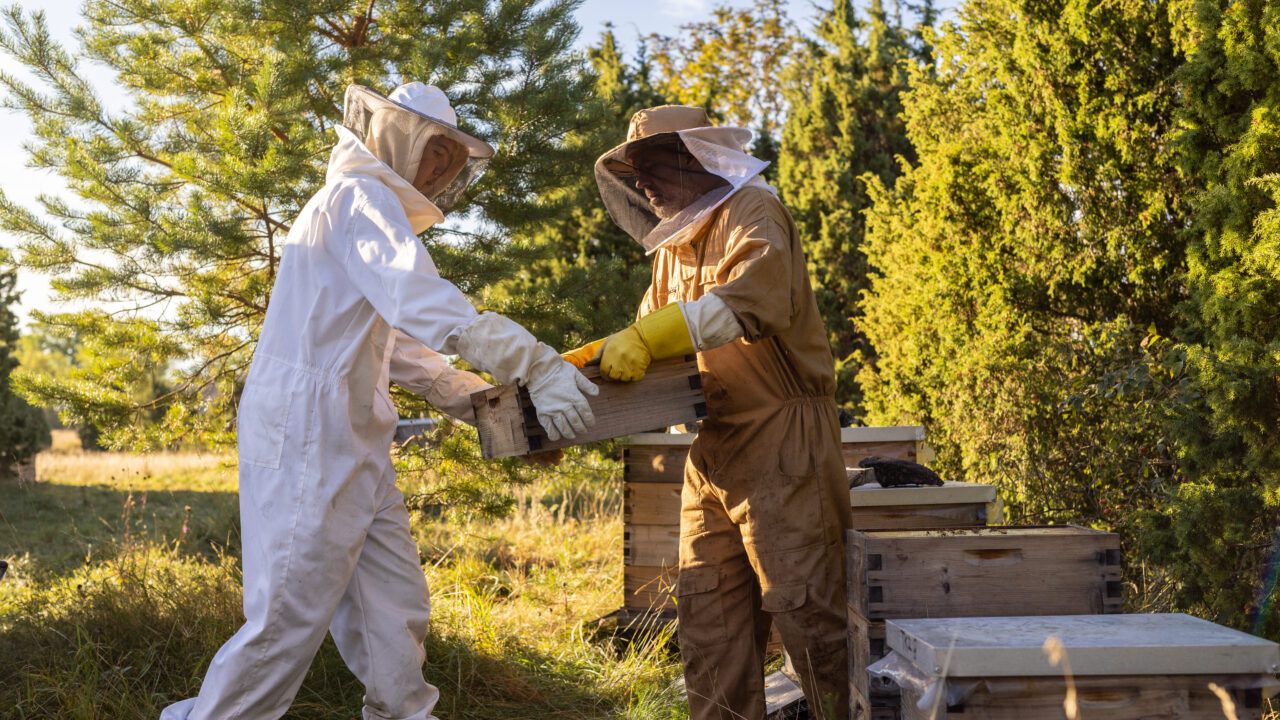 Estonian beekeepers working by their hives. Photo: Renee Altrov