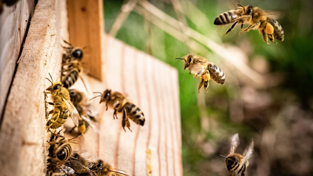 Mesilased taruava juures – siit algab ja siia naaseb väsimatu töö, mis hoiab käigus nii mesilaspere kui ka suure osa loodusest. Foto: Kai Wenzel / Unsplash