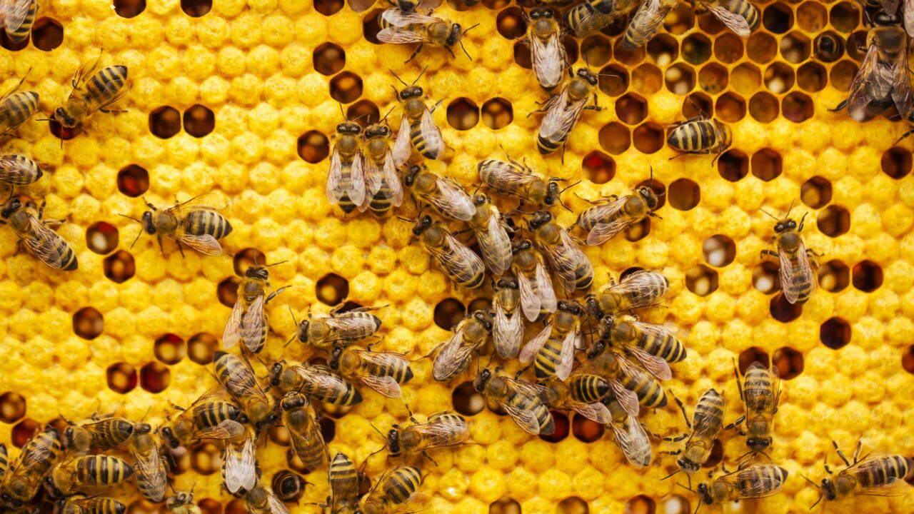 A colony of bees on the honeycomb – their remarkably organised co-operation, division of roles and intelligent activity help sustain biodiversity and support our food supply. Photo: Simon Kadula / Unsplash